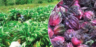 निर्यात हुने बालीमध्ये अलैंची अग्रस्थानमा, ५७ प्रतिशतले वृद्धि